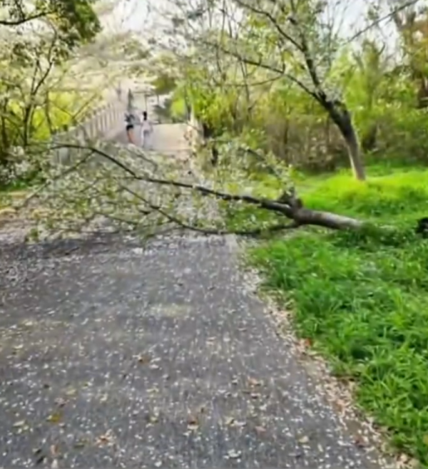 照片來源：微博@河南公共频道 