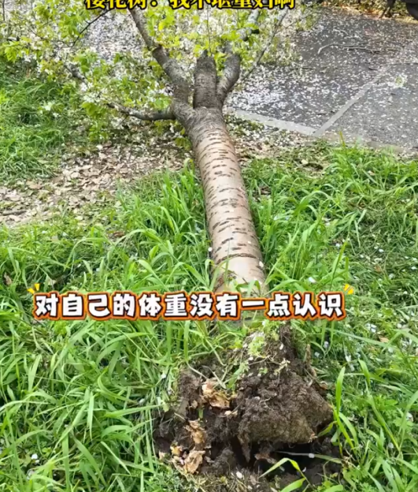 照片來源：微博@科技小参谋 