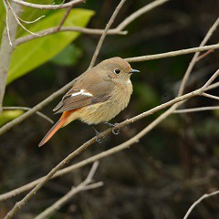 北部都會區玩樂郊遊推介︰香港濕地公園（圖片來源︰香港濕地公園）