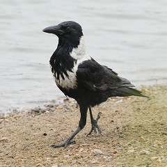 北部都會區玩樂郊遊推介︰香港濕地公園（圖片來源︰香港濕地公園）