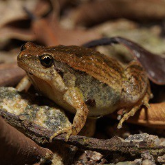 北部都會區玩樂郊遊推介︰香港濕地公園（圖片來源︰香港濕地公園）
