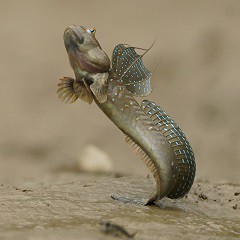 北部都會區玩樂郊遊推介︰香港濕地公園（圖片來源︰香港濕地公園）