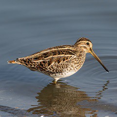 北部都會區玩樂郊遊推介︰香港濕地公園（圖片來源︰香港濕地公園）