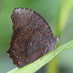 北部都會區玩樂郊遊推介︰香港濕地公園（圖片來源︰香港濕地公園）