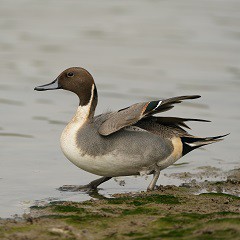 北部都會區玩樂郊遊推介︰香港濕地公園（圖片來源︰香港濕地公園）