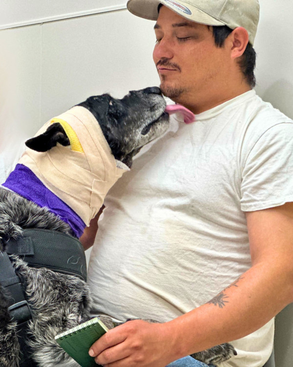 美國12歲半盲老狗護主大戰黑熊 臉遭撕開拼死肉搏 化身戰神救下60命 