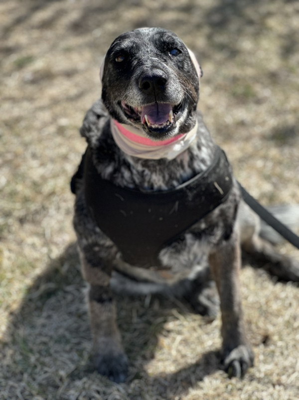 美國12歲半盲老狗護主大戰黑熊 臉遭撕開拼死肉搏 化身戰神救下60命 