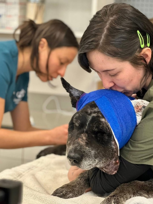 美國12歲半盲老狗護主大戰黑熊 臉遭撕開拼死肉搏 化身戰神救下60命 