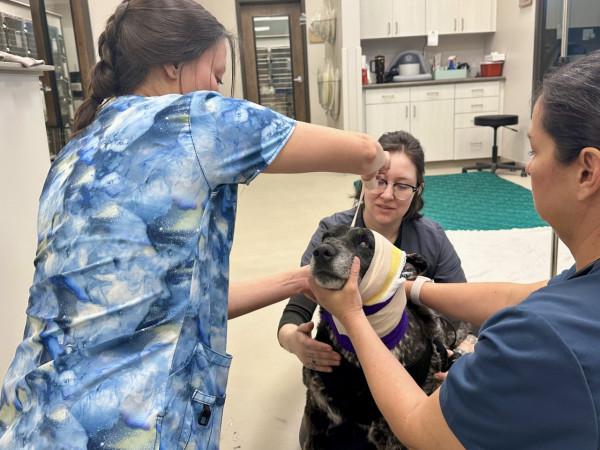 美國12歲半盲老狗護主大戰黑熊 臉遭撕開拼死肉搏 化身戰神救下60命 