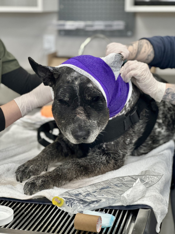 美國12歲半盲老狗護主大戰黑熊 臉遭撕開拼死肉搏 化身戰神救下60命 