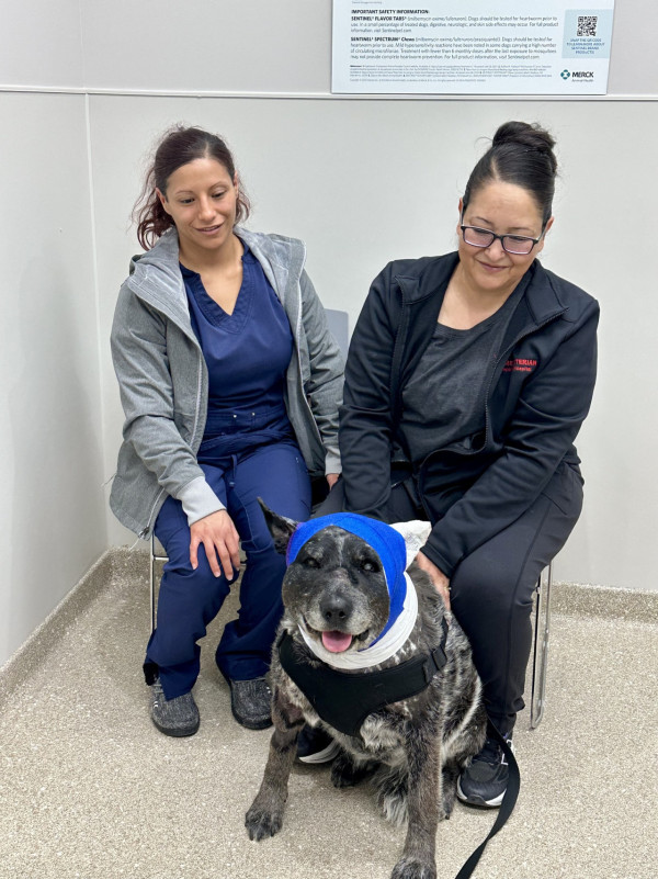 美國12歲半盲老狗護主大戰黑熊 臉遭撕開拼死肉搏 化身戰神救下60命 