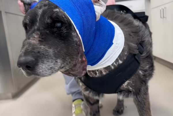 美國12歲半盲老狗護主大戰黑熊 臉遭撕開拼死肉搏 化身戰神救下60命 