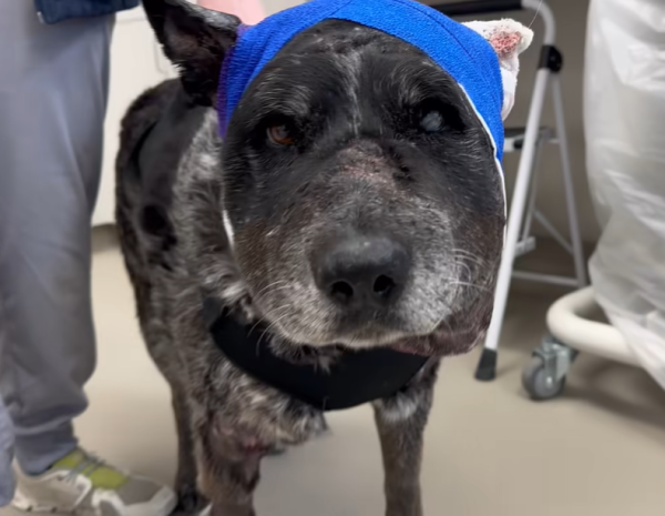 美國12歲半盲老狗護主大戰黑熊 臉遭撕開拼死肉搏 化身戰神救下60命 