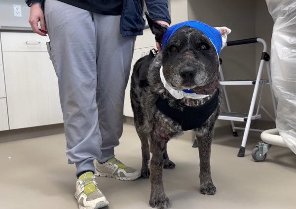 美國12歲半盲老狗護主大戰黑熊 臉遭撕開拼死肉搏 化身戰神救下60命 