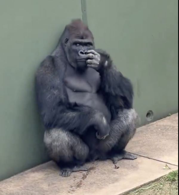 日本最帥猩二代！名古屋大猩猩「清正」爆紅！不羈眼神被封「猩界木村拓哉」 