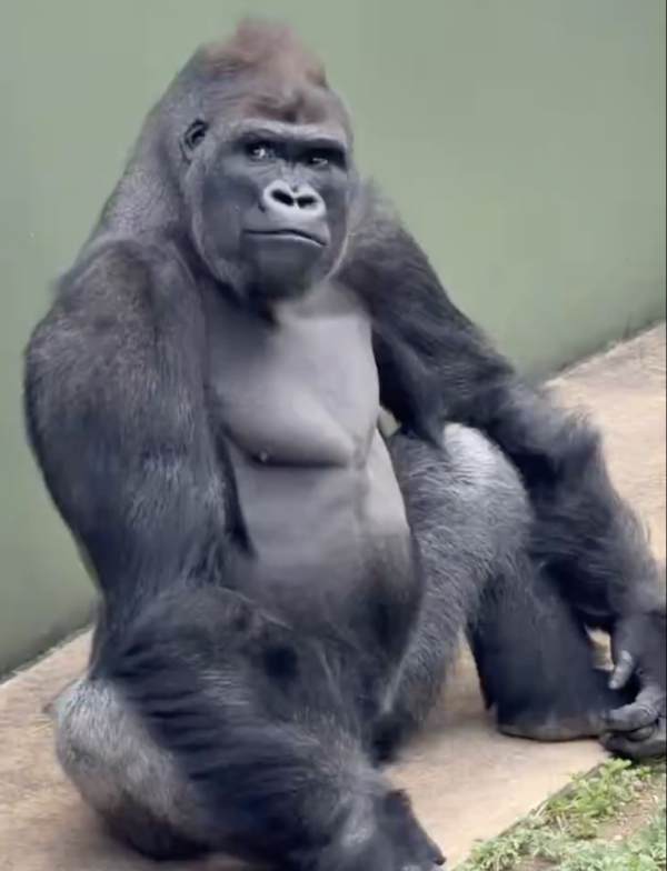 日本最帥猩二代！名古屋大猩猩「清正」爆紅！不羈眼神被封「猩界木村拓哉」 