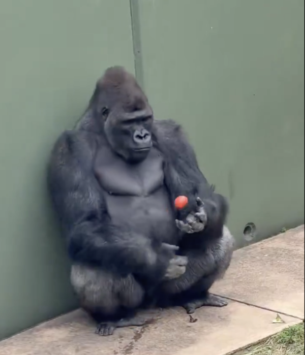 日本最帥猩二代！名古屋大猩猩「清正」爆紅！不羈眼神被封「猩界木村拓哉」 