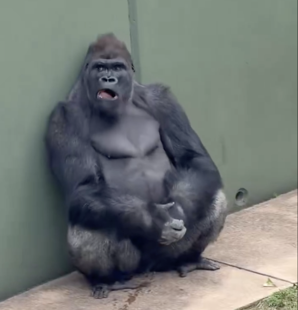 日本最帥猩二代！名古屋大猩猩「清正」爆紅！不羈眼神被封「猩界木村拓哉」 