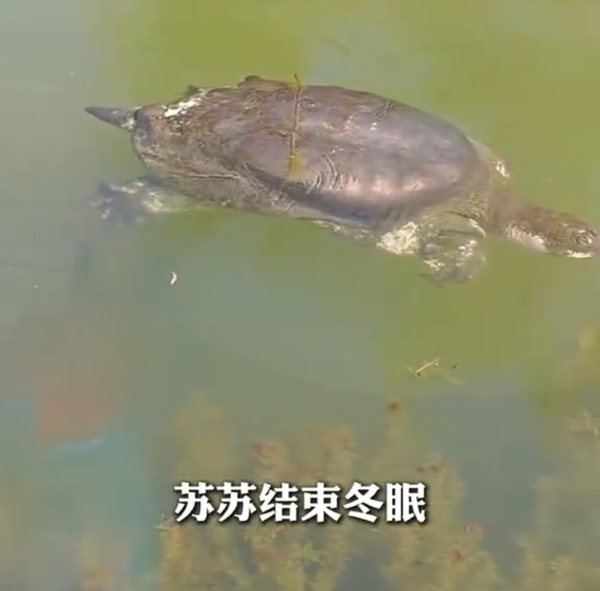 全球最孤獨動物！中國百歲斑鱉結束冬眠甦醒 全球僅剩2隻恐絕種 