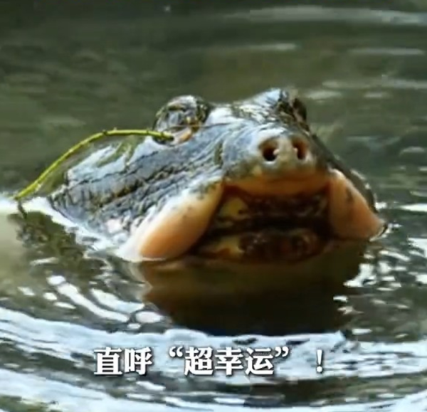 全球最孤獨動物！中國百歲斑鱉結束冬眠甦醒 全球僅剩2隻恐絕種 