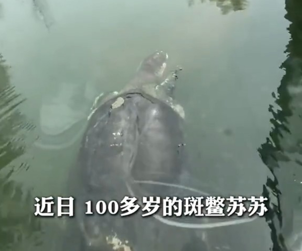 全球最孤獨動物！中國百歲斑鱉結束冬眠甦醒 全球僅剩2隻恐絕種 