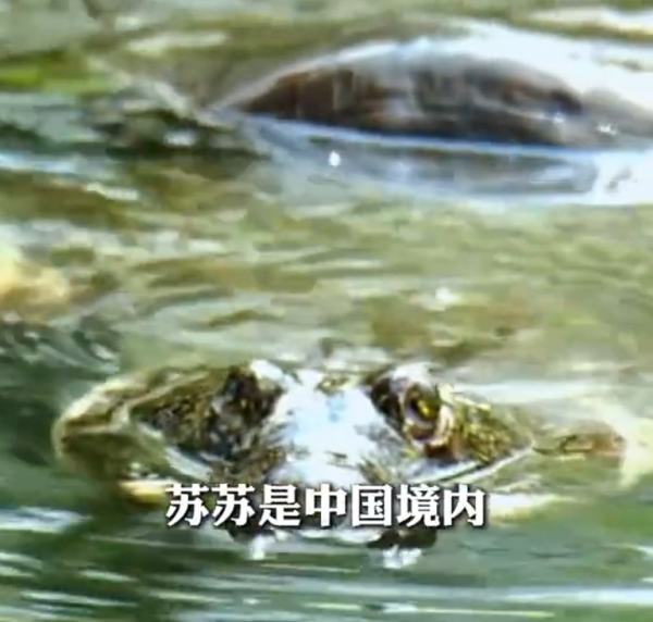 全球最孤獨動物！中國百歲斑鱉結束冬眠甦醒 全球僅剩2隻恐絕種 