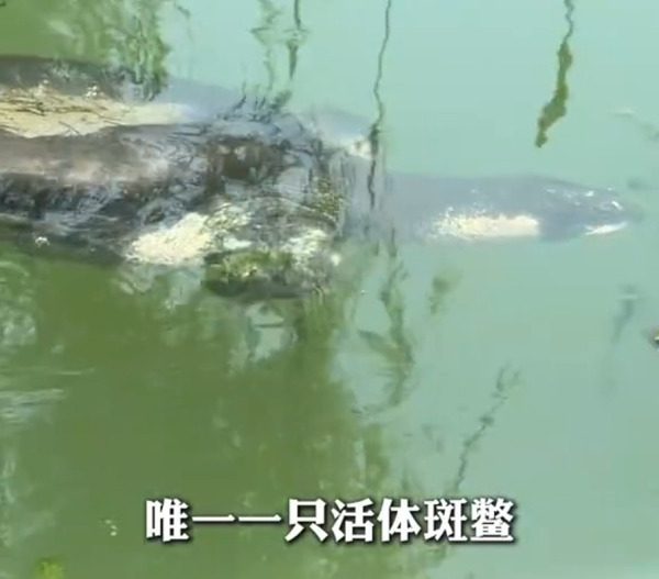 全球最孤獨動物！中國百歲斑鱉結束冬眠甦醒 全球僅剩2隻恐絕種 