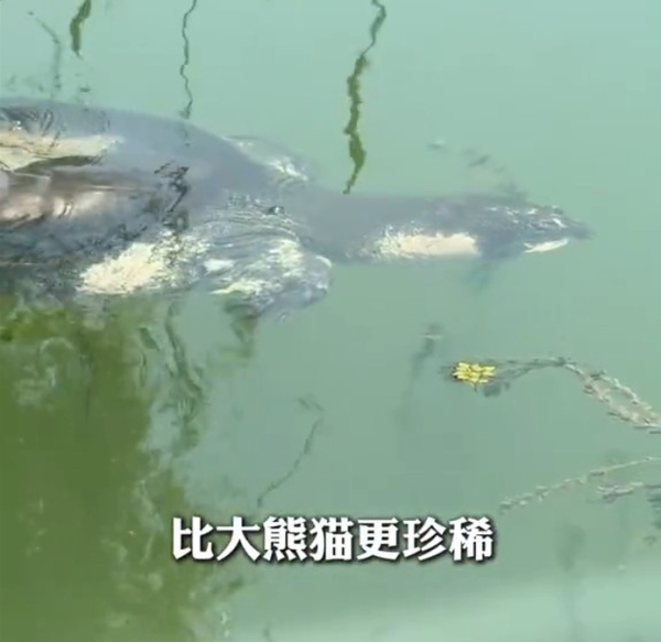 全球最孤獨動物！中國百歲斑鱉結束冬眠甦醒 全球僅剩2隻恐絕種 
