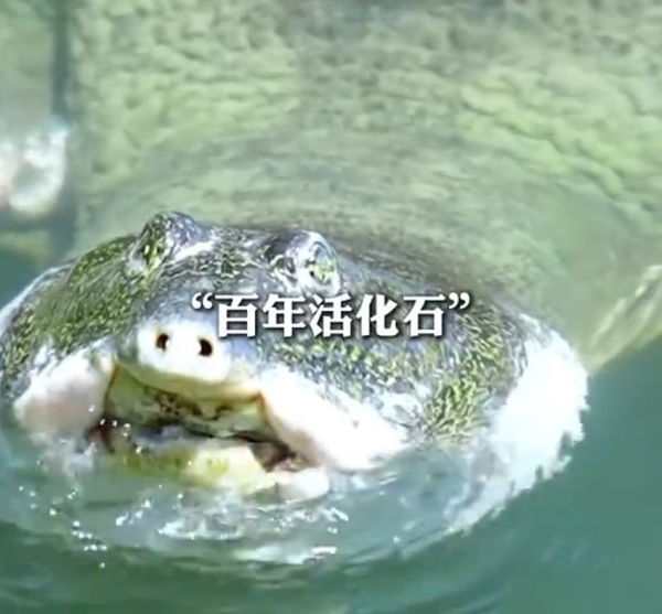 全球最孤獨動物！中國百歲斑鱉結束冬眠甦醒 全球僅剩2隻恐絕種 