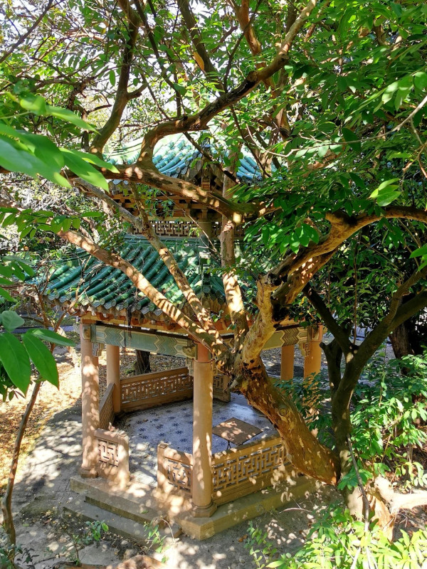 灣仔半山傳奇古宅限時免費開放！揭《京華春夢》取景地 附搶位攻略