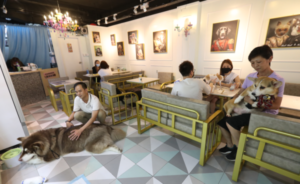 狗隻入食肆懶人包（圖片來源︰HKET）