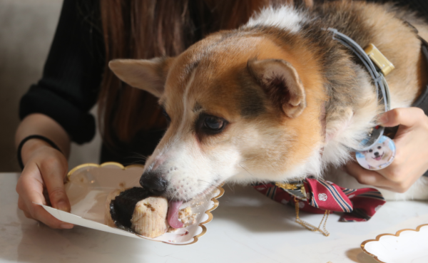 狗隻入食肆懶人包（圖片來源︰HKET）