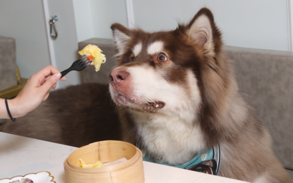 狗隻入食肆懶人包（圖片來源︰HKET）