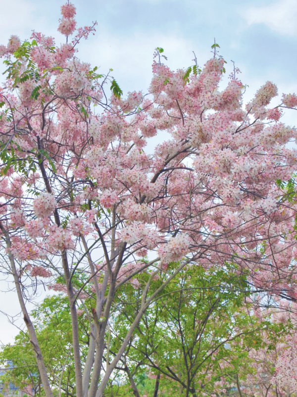 (圖片來源:小紅書@墨妮卡) 深圳四海公園櫻花盛放!漫步粉色隧道超浪漫!推薦5大打卡位