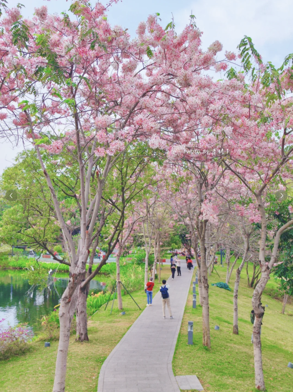 (圖片來源:小紅書@墨妮卡) 深圳四海公園櫻花盛放!漫步粉色隧道超浪漫!推薦5大打卡位