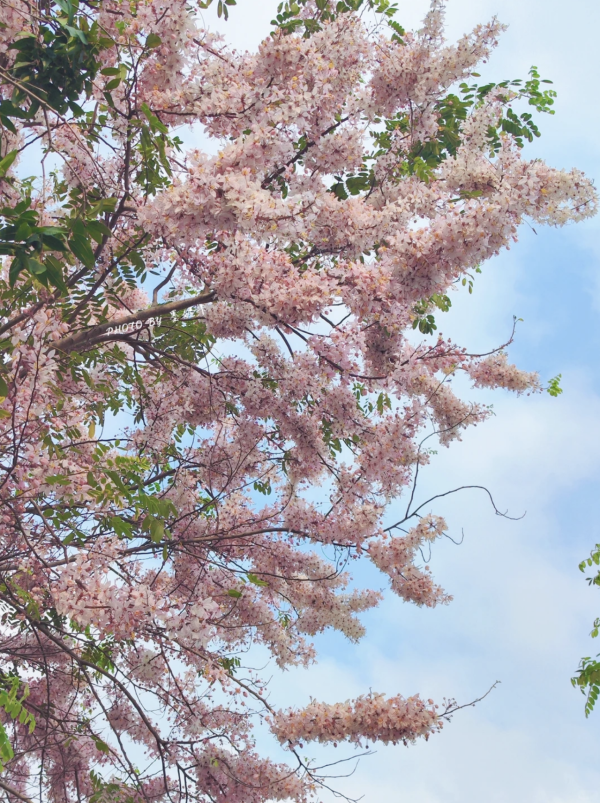 (圖片來源:小紅書@墨妮卡) 深圳四海公園櫻花盛放!漫步粉色隧道超浪漫!推薦5大打卡位