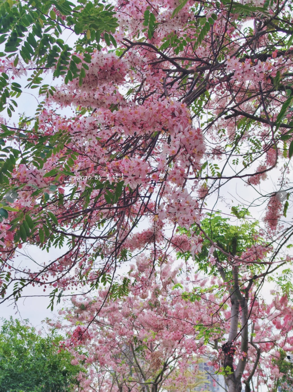(圖片來源:小紅書@墨妮卡) 深圳四海公園櫻花盛放!漫步粉色隧道超浪漫!推薦5大打卡位