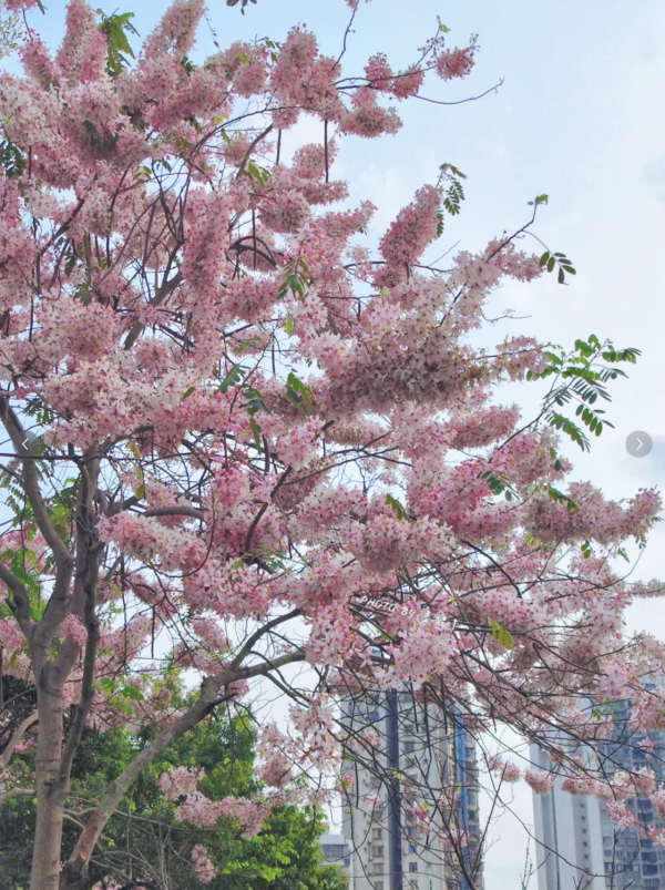 (圖片來源:小紅書@墨妮卡) 深圳四海公園櫻花盛放!漫步粉色隧道超浪漫!推薦5大打卡位