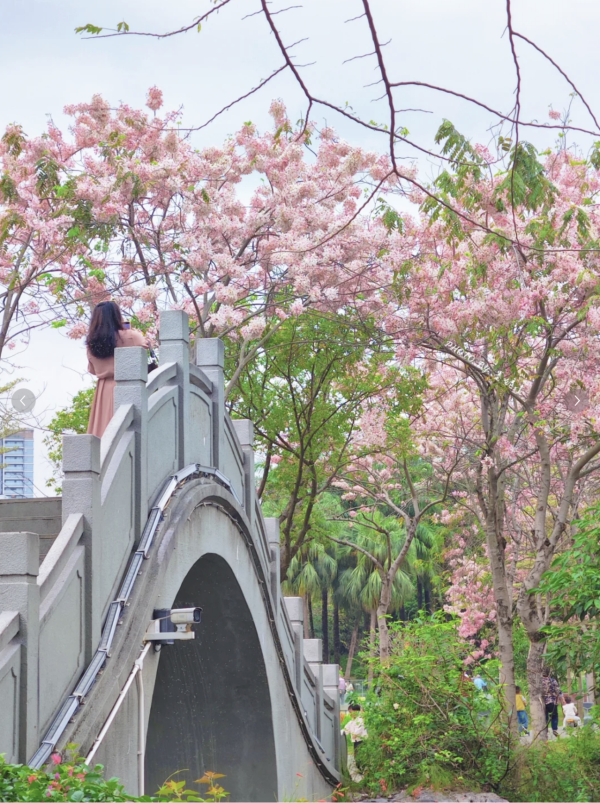 (圖片來源:小紅書@墨妮卡) 深圳四海公園櫻花盛放!漫步粉色隧道超浪漫!推薦5大打卡位