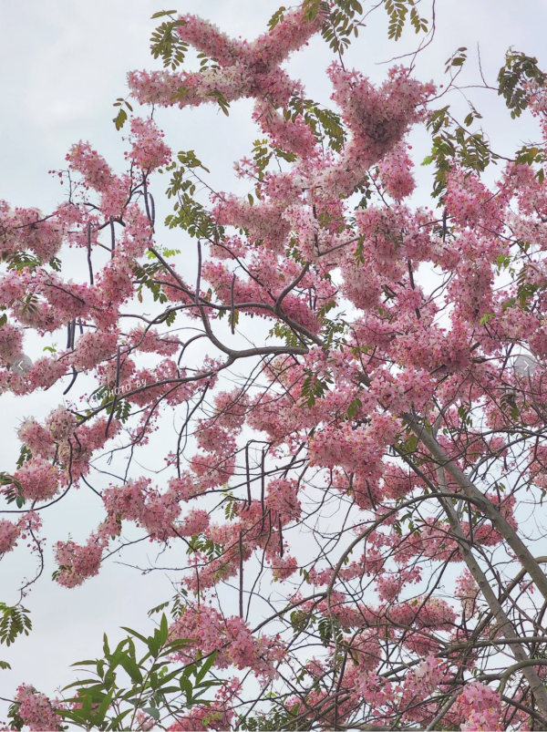 (圖片來源:小紅書@墨妮卡) 深圳四海公園櫻花盛放!漫步粉色隧道超浪漫!推薦5大打卡位