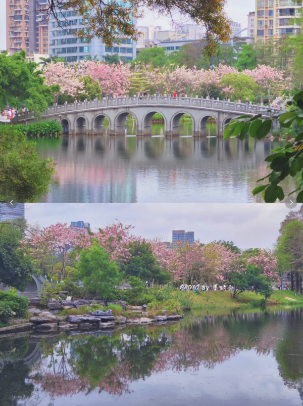 (圖片來源:小紅書@墨妮卡) 深圳四海公園櫻花盛放!漫步粉色隧道超浪漫!推薦5大打卡位