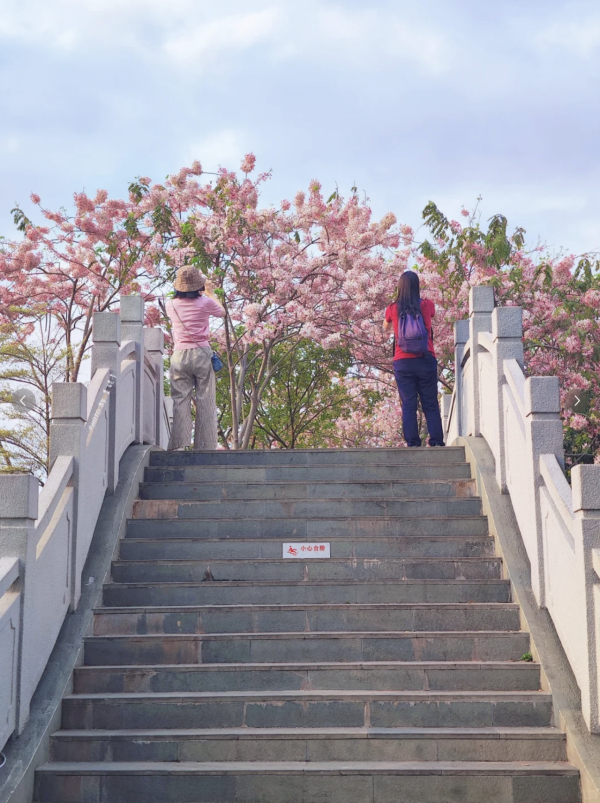 (圖片來源:小紅書@墨妮卡) 深圳四海公園櫻花盛放!漫步粉色隧道超浪漫!推薦5大打卡位