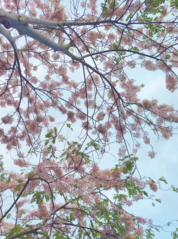 (圖片來源:小紅書@墨妮卡) 深圳四海公園櫻花盛放!漫步粉色隧道超浪漫!推薦5大打卡位