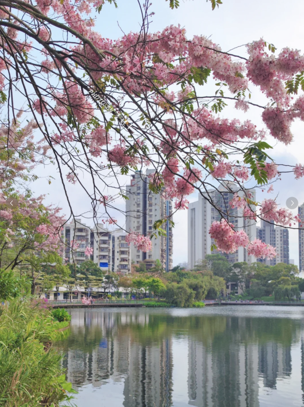 (圖片來源:小紅書@墨妮卡) 深圳四海公園櫻花盛放!漫步粉色隧道超浪漫!推薦5大打卡位