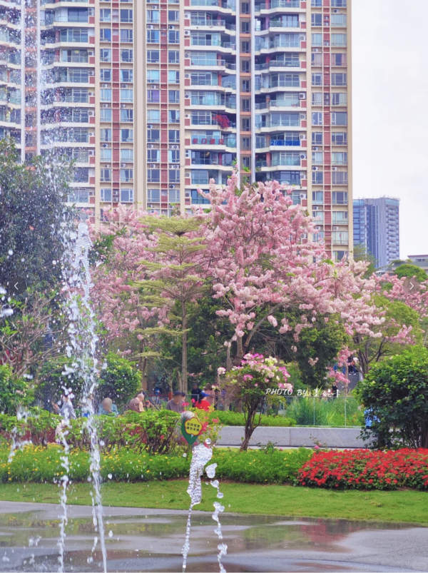 (圖片來源:小紅書@墨妮卡) 深圳四海公園櫻花盛放!漫步粉色隧道超浪漫!推薦5大打卡位