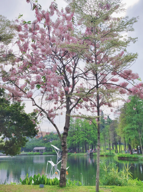 (圖片來源:小紅書@墨妮卡) 深圳四海公園櫻花盛放!漫步粉色隧道超浪漫!推薦5大打卡位