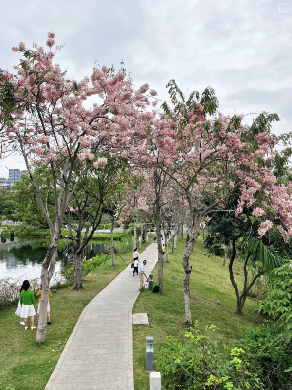 (圖片來源:小紅書@墨妮卡) 深圳四海公園櫻花盛放!漫步粉色隧道超浪漫!推薦5大打卡位