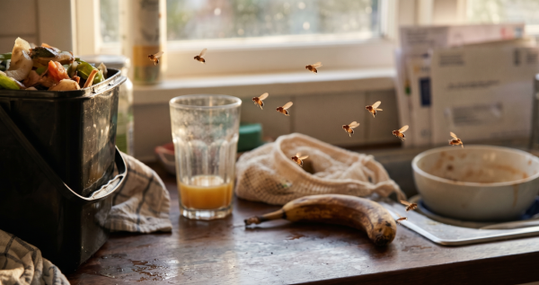 家居滅蟲|天氣潮濕廚房果蠅成災!3樣廚房法寶自製「滅蠅神器」!網民實測:超有效