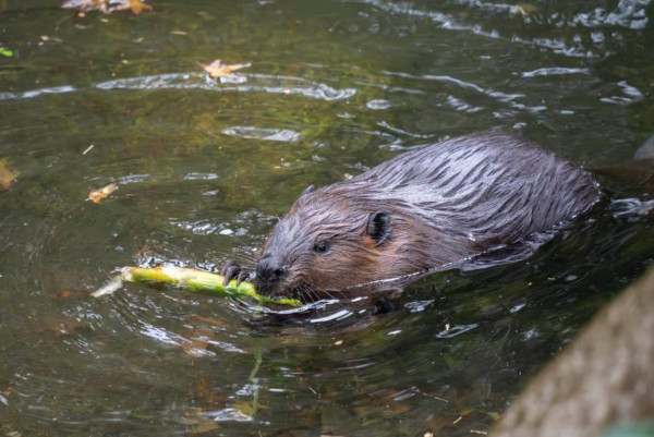 台北親子遊20大必去景點推薦！兒童職業體驗樂園/DIY台灣糕餅 附幼稚園/小學生行程提案 