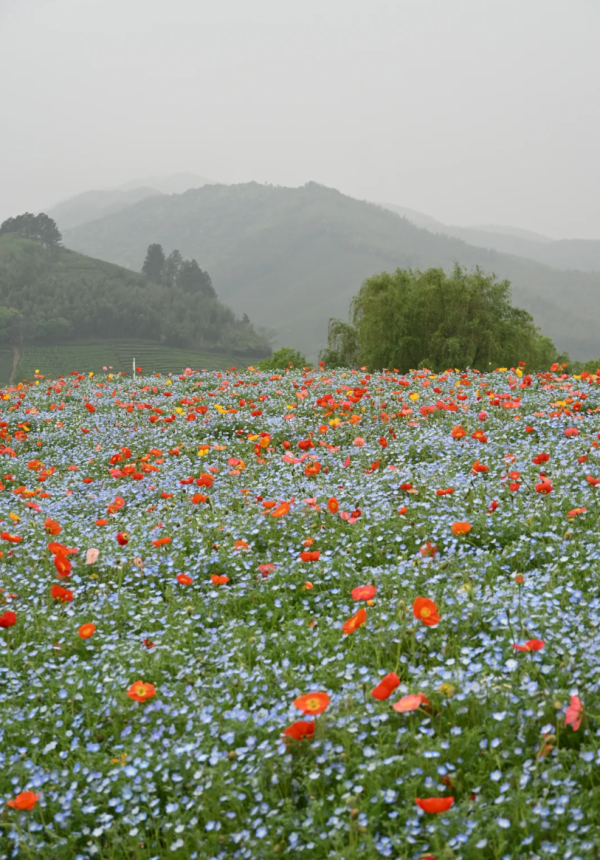 照片來源:小紅書@春天在哪里 照片來源:小紅書@春天在哪里